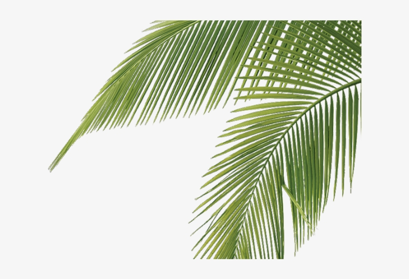 Detail Palm Transparent Nomer 25