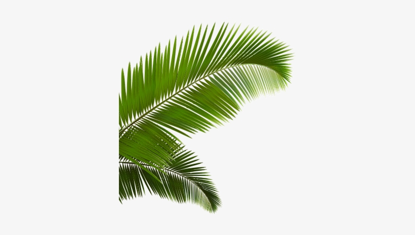 Detail Palm Transparent Nomer 48