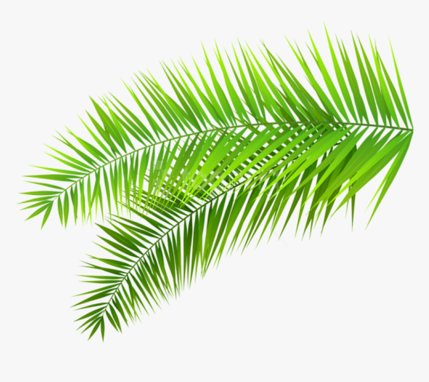 Detail Palm Transparent Nomer 49