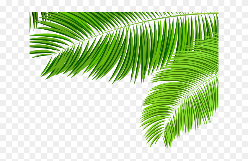 Detail Palm Transparent Nomer 52