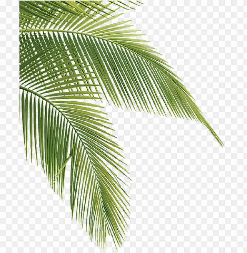 Detail Palm Transparent Nomer 10