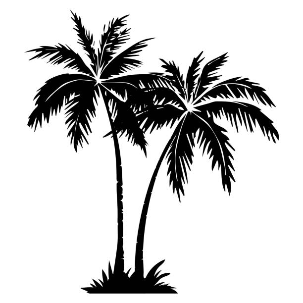 Detail Palm Tree Black And White Clipart Nomer 2