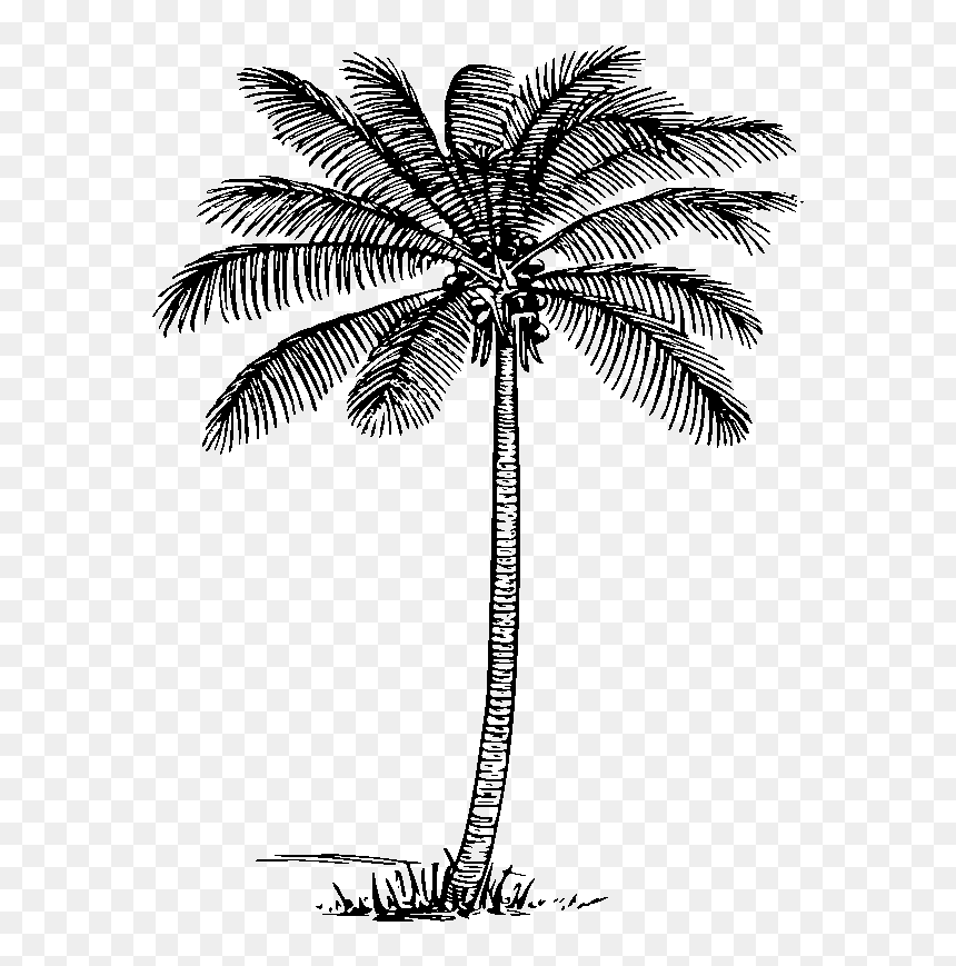 Detail Palm Tree Black And White Clipart Nomer 42