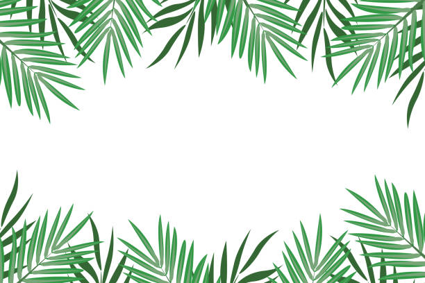 Detail Palm Tree Border Clipart Nomer 7
