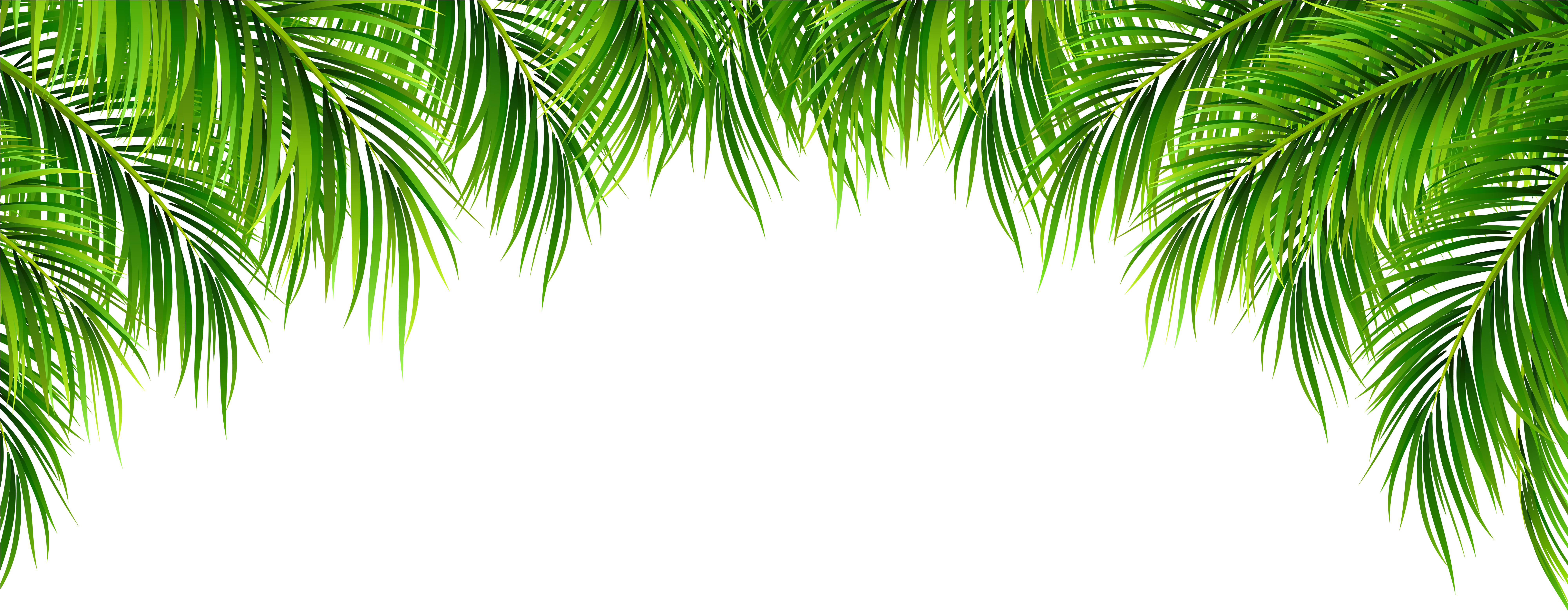 Palm Tree Border Png - KibrisPDR