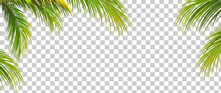 Detail Palm Tree Border Png Nomer 16