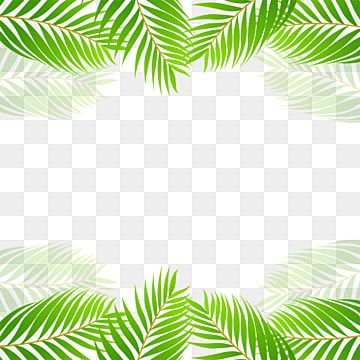 Detail Palm Tree Border Png Nomer 21