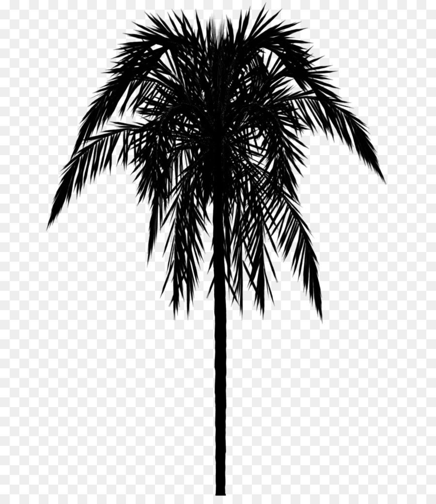 Detail Palm Tree Border Png Nomer 46