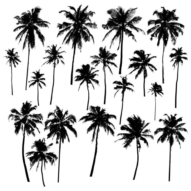 Detail Palm Tree Brush Photoshop Nomer 50