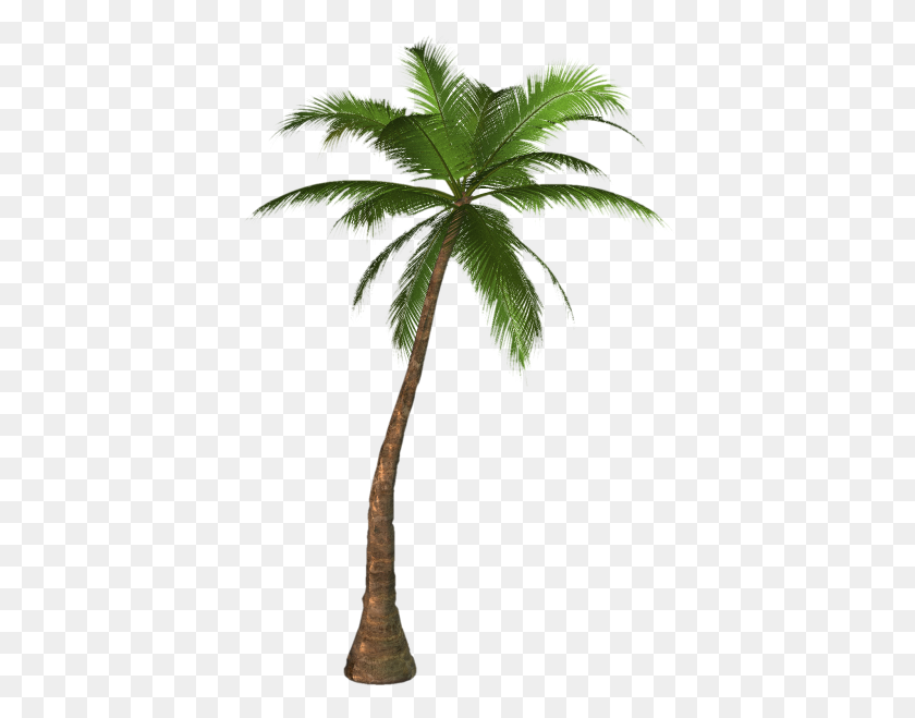 Detail Palm Tree Cartoon Png Nomer 40