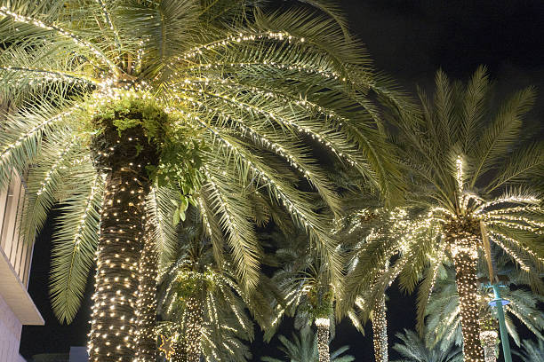 Detail Palm Tree Christmas Lights Meme Nomer 20