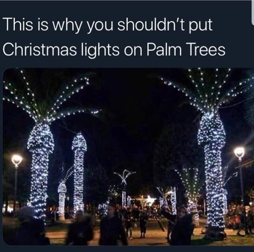 Detail Palm Tree Christmas Lights Meme Nomer 3