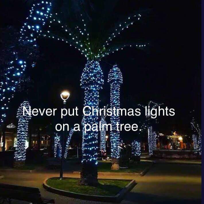 Detail Palm Tree Christmas Lights Meme Nomer 31