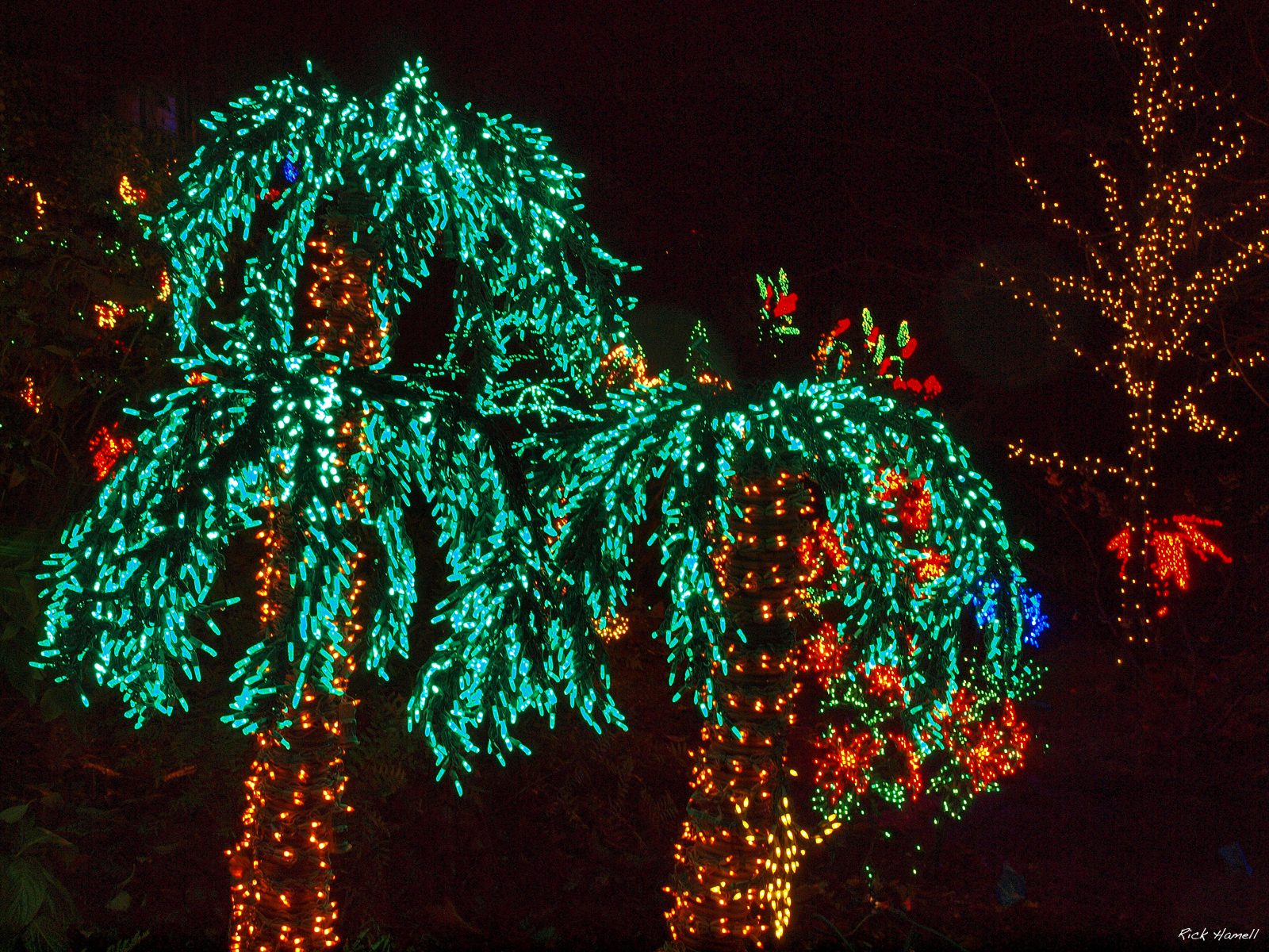 Detail Palm Tree Christmas Lights Meme Nomer 34