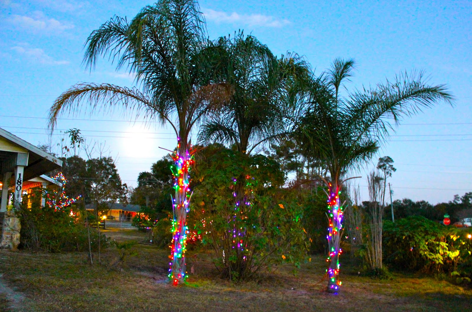 Detail Palm Tree Christmas Lights Meme Nomer 35