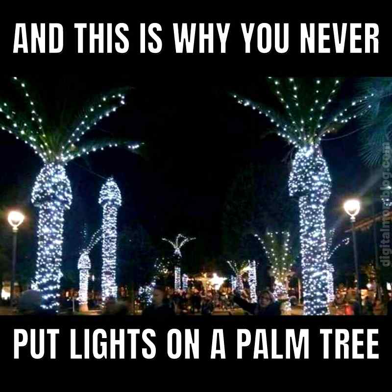 Detail Palm Tree Christmas Lights Meme Nomer 5