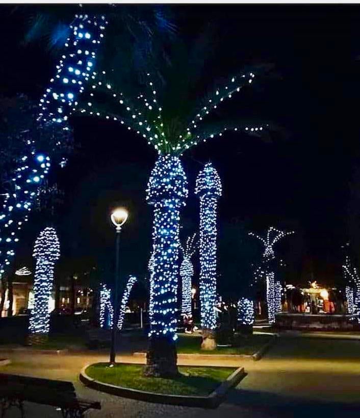 Detail Palm Tree Christmas Lights Meme Nomer 10