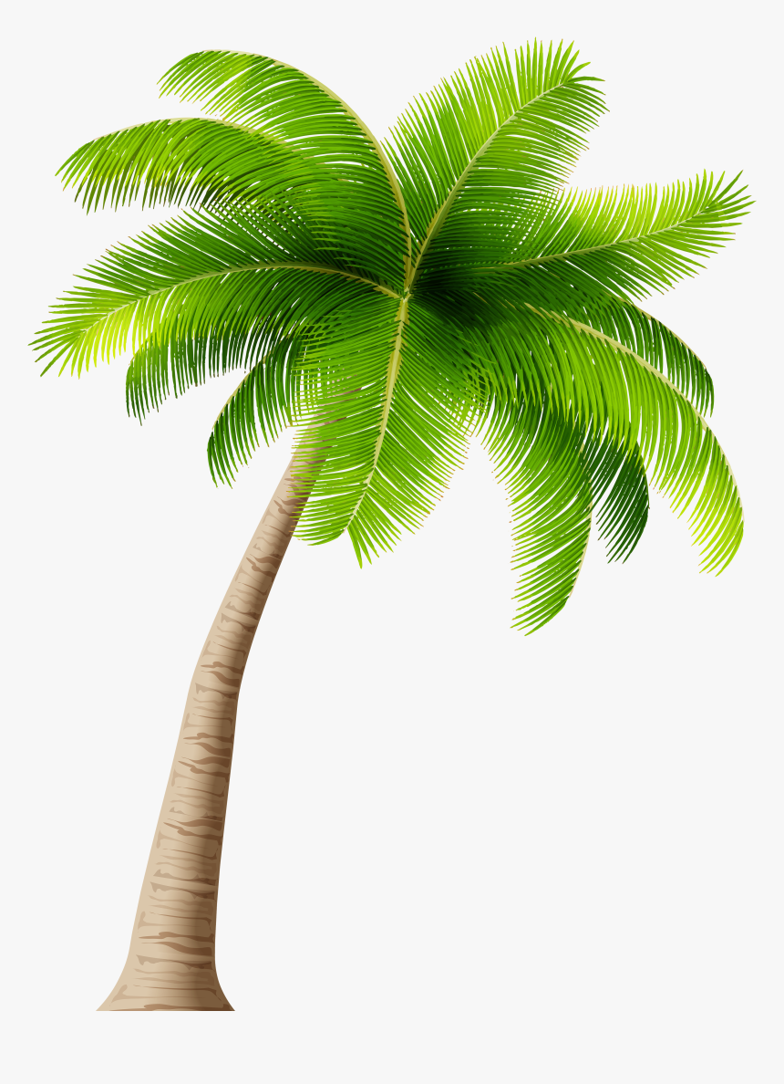 Detail Palm Tree Clear Background Nomer 10