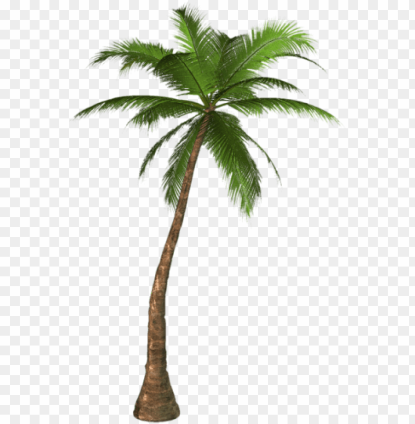 Detail Palm Tree Clear Background Nomer 15