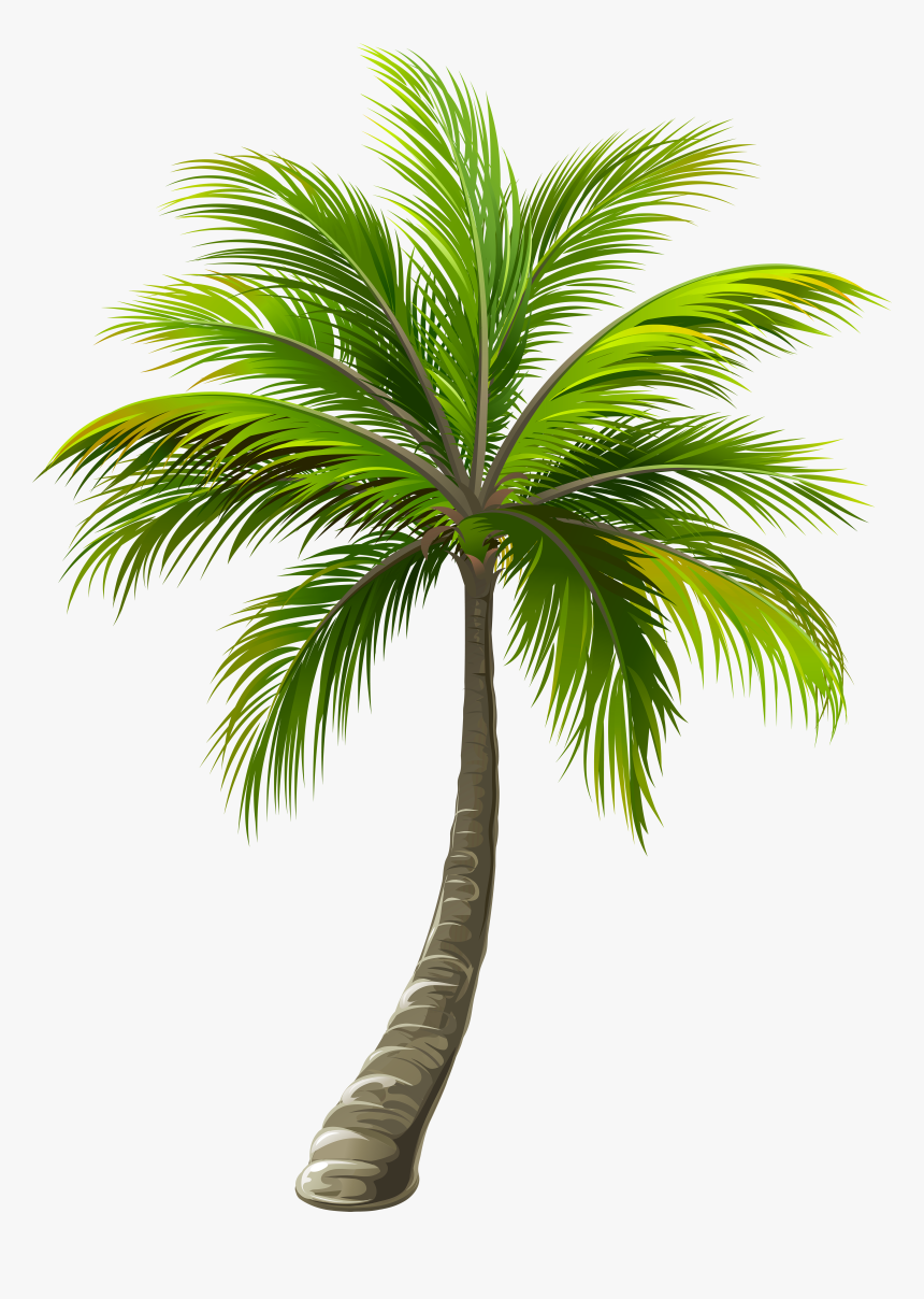 Detail Palm Tree Clear Background Nomer 16