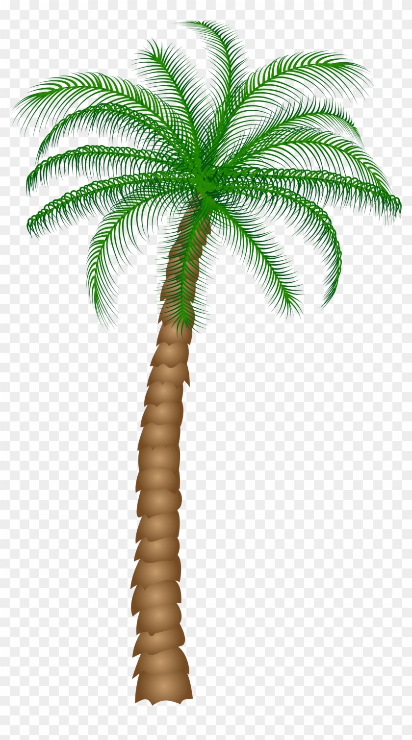 Detail Palm Tree Clear Background Nomer 17