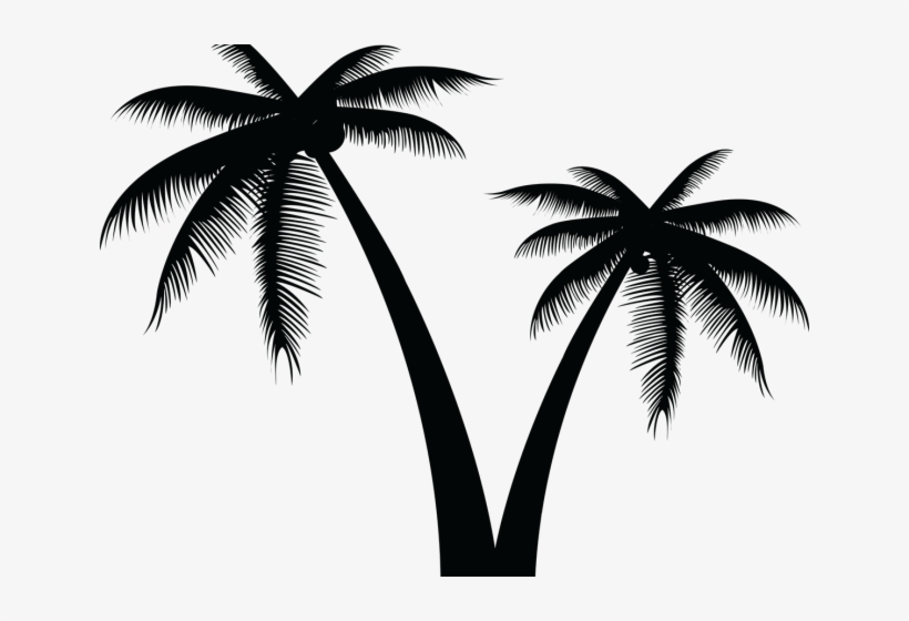 Detail Palm Tree Clear Background Nomer 18