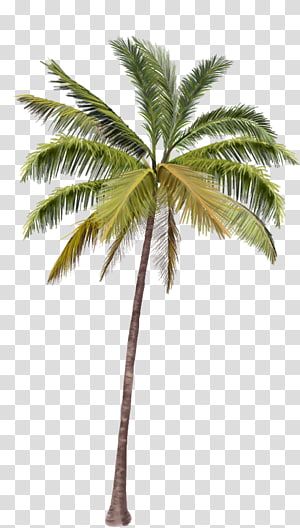 Detail Palm Tree Clear Background Nomer 19