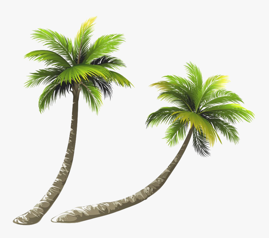 Detail Palm Tree Clear Background Nomer 29