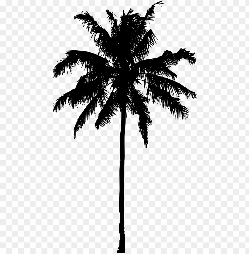 Detail Palm Tree Clear Background Nomer 33
