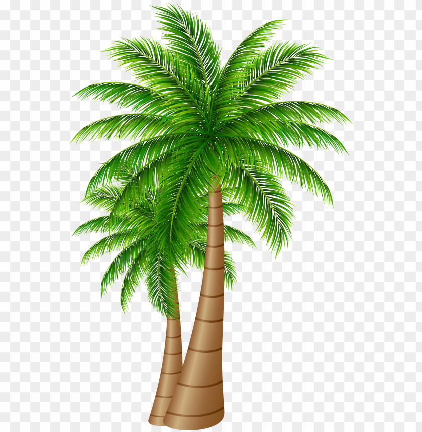 Detail Palm Tree Clear Background Nomer 5