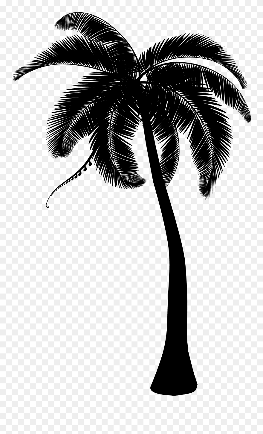 Detail Palm Tree Clear Background Nomer 38