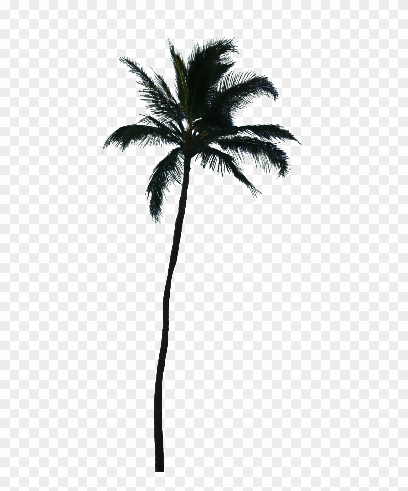 Detail Palm Tree Clear Background Nomer 41