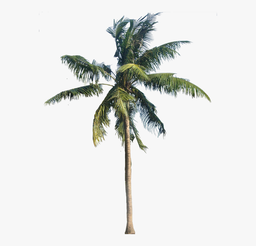 Detail Palm Tree Clear Background Nomer 45