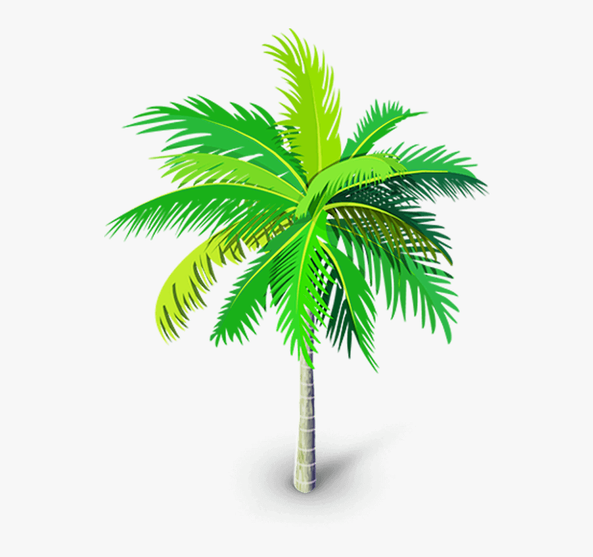 Detail Palm Tree Clear Background Nomer 46