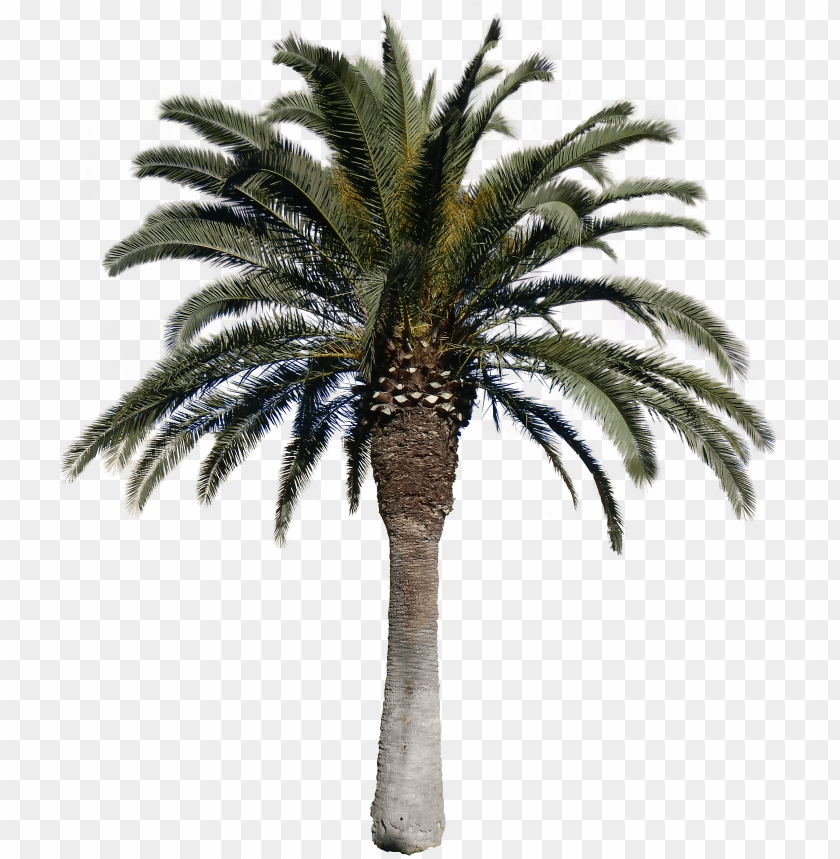 Detail Palm Tree Clear Background Nomer 48