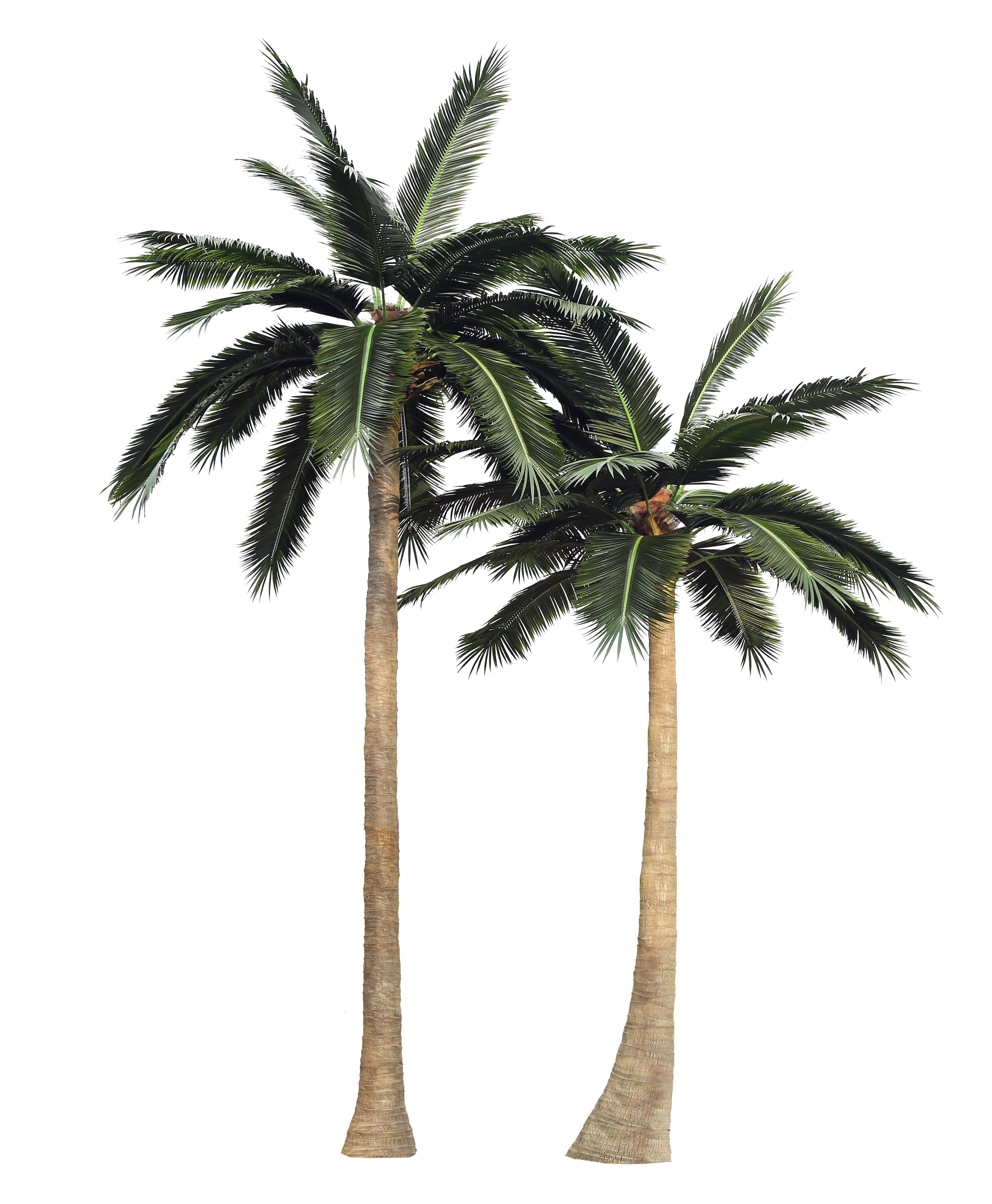 Detail Palm Tree Clear Background Nomer 50