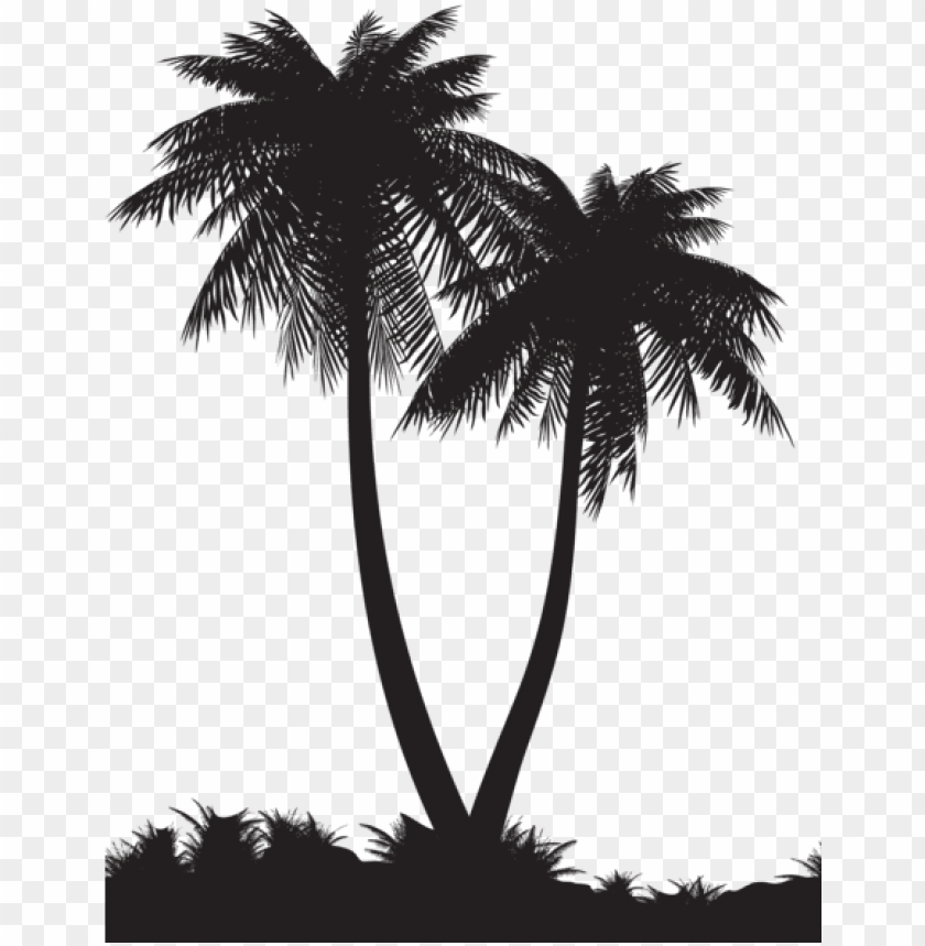 Detail Palm Tree Clear Background Nomer 51