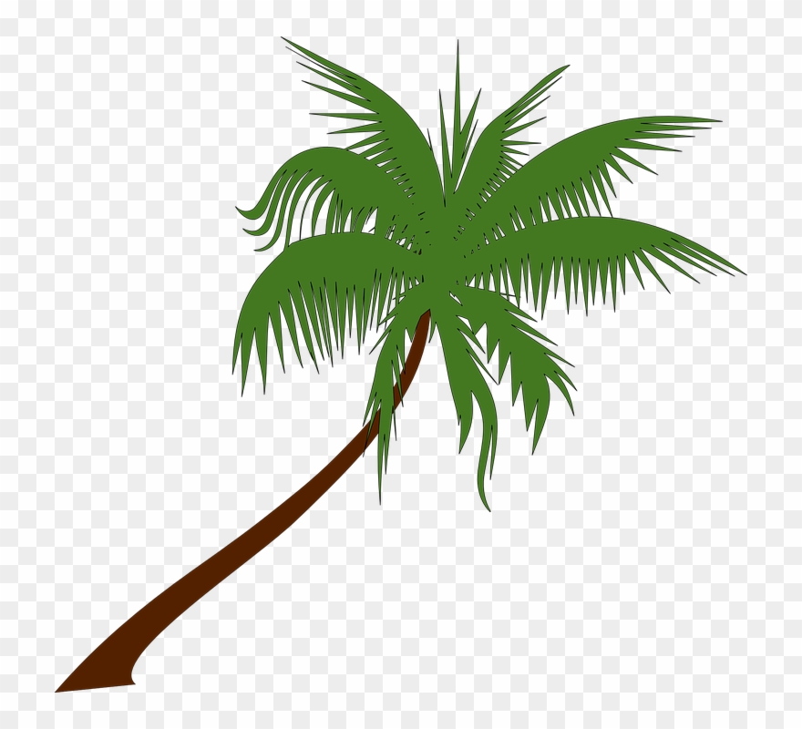 Detail Palm Tree Clip Art Vector Nomer 34