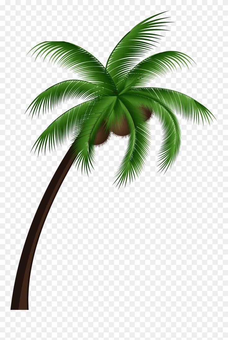 Detail Palm Tree Clip Art Vector Nomer 44