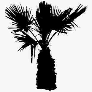 Detail Palm Tree Clipart Black And White No Background Nomer 14