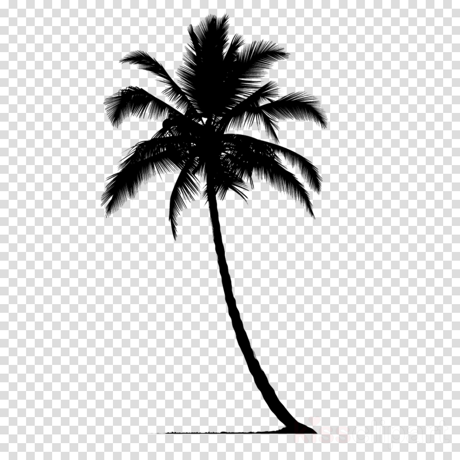 Detail Palm Tree Clipart Black And White No Background Nomer 34