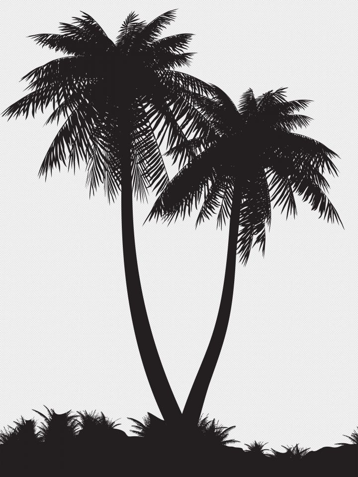 Detail Palm Tree Clipart Black And White No Background Nomer 38