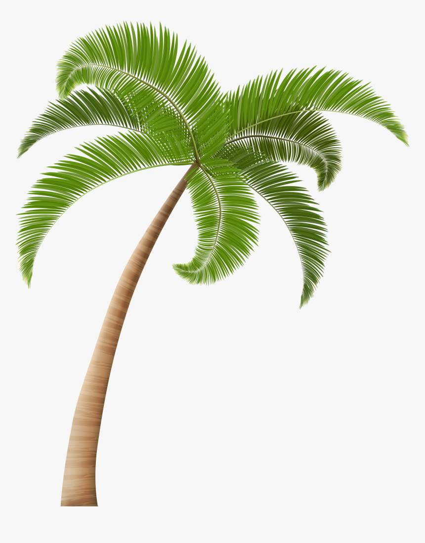 Detail Palm Tree Clipart Black And White No Background Nomer 39