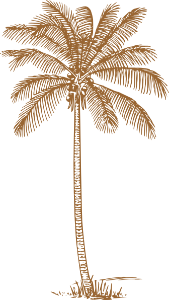 Detail Palm Tree Clipart Black And White No Background Nomer 40