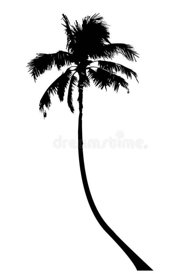 Detail Palm Tree Clipart Black And White No Background Nomer 43