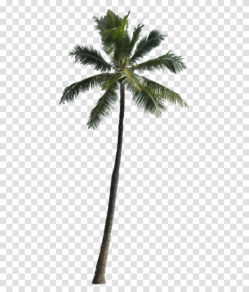 Detail Palm Tree Clipart Black And White No Background Nomer 52