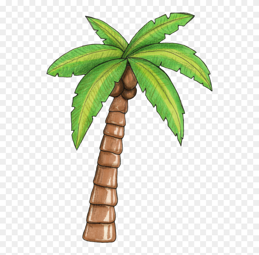 Detail Palm Tree Clipart Png Nomer 28