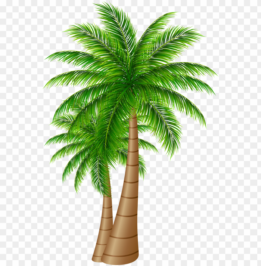 Detail Palm Tree Clipart Png Nomer 8