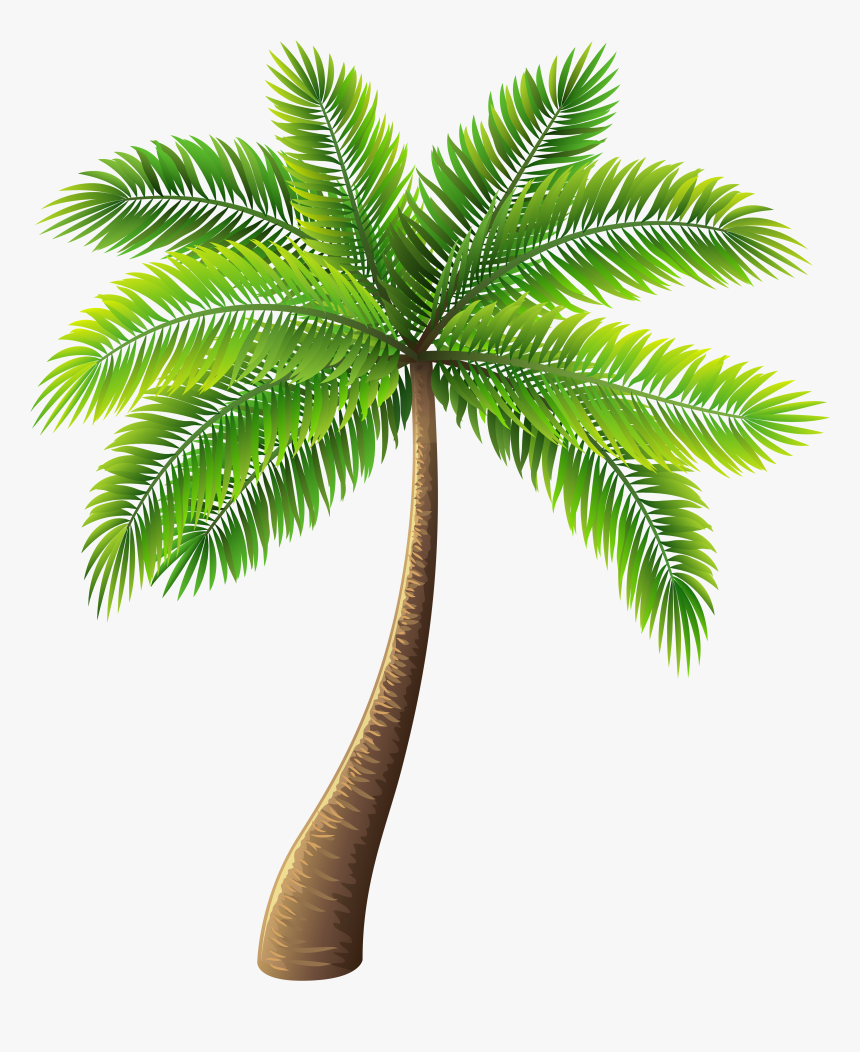 Detail Palm Tree Clipart Transparent Background Nomer 11