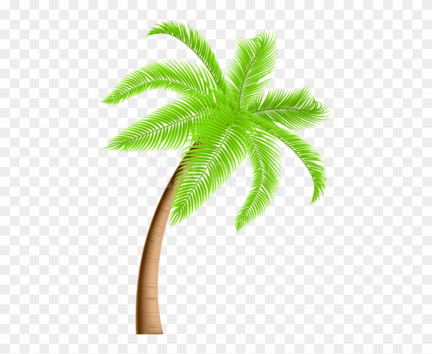 Detail Palm Tree Clipart Transparent Background Nomer 5